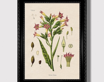 Nicotiana Tabacum Botanical Print – Antique Tobacco Plant Illustration, Gift for Cigar Enthusiasts