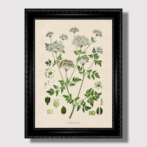 Witchy Herb Poster – Conium Maculatum Vintage Botanical Print, Occult Dark Academia Aesthetic, Gift for Herb Lovers and Green Witches