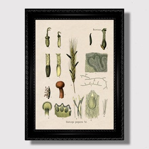 Ergot Fungus – Vintage Claviceps Purpurea Botanical Print, Vintage Style Occult Botanical Poster for Witchcore or Apothecary Wall Decor