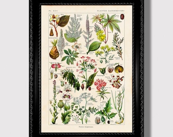 Deadly Plants Art Print – Vintage Poison Botany Poster, Gothic Witchcore Gift, Witch Kitchen Decoration