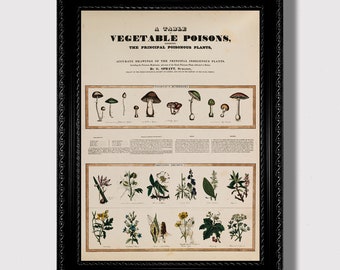 Deadly Plants & Mushrooms – Vintage Herbal Poison Chart, Dark Botanical Gothic Wall Print for Occult Decor, Antique Apothecary Wall Hanging