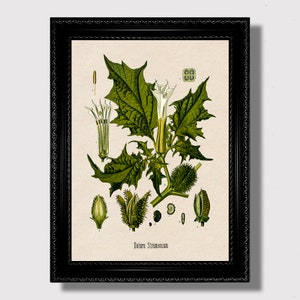 Op de afbeelding: Een vintage botanische illustratie van Datura Stramonium, ook bekend als doornappel of duivelstrompet. De illustratie toont de bladeren, bloemen en zaaddozen van de plant in detail. De afbeelding is in een zwarte lijst.