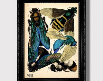 Colorful Vintage Wasp and Bee Print – Entomology Wall Art for Nature Lovers