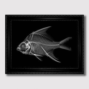 Striped Mojarra X-ray – Rare Fish Skeleton Art Print, Scientific Marine Poster, Gothic Ocean Anatomy Wall Art, Curiosity Cabinet Decor