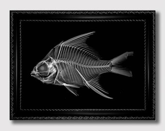 May include: A black and white x-ray image of a fish in a black frame. The fish is positioned horizontally with its head facing the left side of the image. The fish's skeletal structure is visible, including its fins, bones, and tail.
