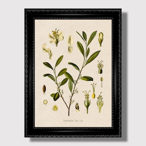 Erythroxylum Coca. Poster della pianta di coca.