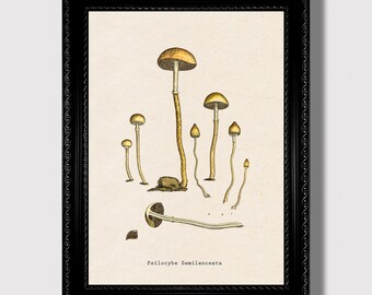 Witchy Mushroom Print – Psilocybe Semilanceata Wall Art, Vintage Botanical Decor, Forest Magic Shaman Poster, Antique Mycology Print