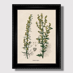 Artemisia Vulgaris – Witch Herb Mugwort Print, Vintage Botanical Wall Art, Dark Herbal Witchcraft Decor, Witchy Wall Hanging