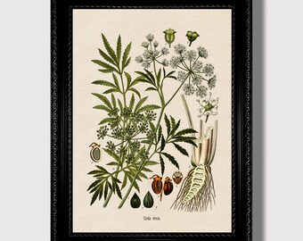 Cicuta Virosa – Vintage Poisonous Plant Art Print, Witchy Botanical Decor, Dark Herbal Illustration