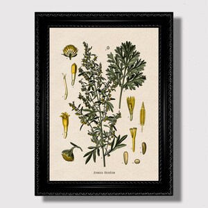 Artemisia Absinthium – Wormwood Witch Herb, Enchanted Occult Poster, Witchy Alchemical Print in Art Nouveau Aesthetic, Magical Wall Decor