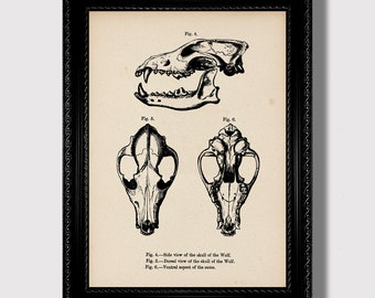 May include: Black and white anatomical illustration of a wolf skull from different angles. The image is labeled with the text "Fig. 4", "Fig. 5", and "Fig. 6".