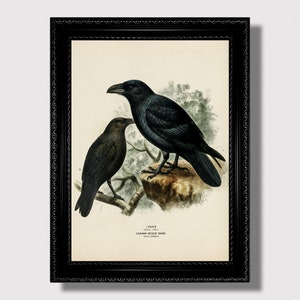 Könnte beinhalten: Vintage-Illustration von zwei schwarzen Raben, die auf einem Ast sitzen. Der Rabe links ist kleiner und hat einen braunen Hals. Der Rabe rechts ist größer und hat einen schwarzen Hals. Die Illustration ist mit "1. Rabe Corvus corax" und "2. Braunhalsrabe Corvus fuliginosus" beschriftet.