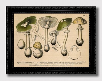 Poisonous Mushrooms – Vintage Botanical Illustration, Dark Academia Gothic Wall Art, Gift for Mycology