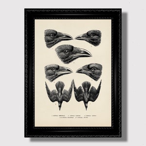 Könnte beinhalten: Schwarz-weiß-Illustration von sechs verschiedenen Rabenköpfen und zwei Rabenkörpern. Die Illustration ist mit den wissenschaftlichen Namen der verschiedenen Rabenarten beschriftet: Corvus Umbellus, Corvus Corone, Corvus Corax, Corvus Tridactylus und Corvus Affinis.