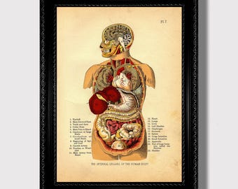 アンティーク解剖図 大判アート作品 9 ヴィンテージ解剖図アンティーク医療イラスト医師への贈り物人間の