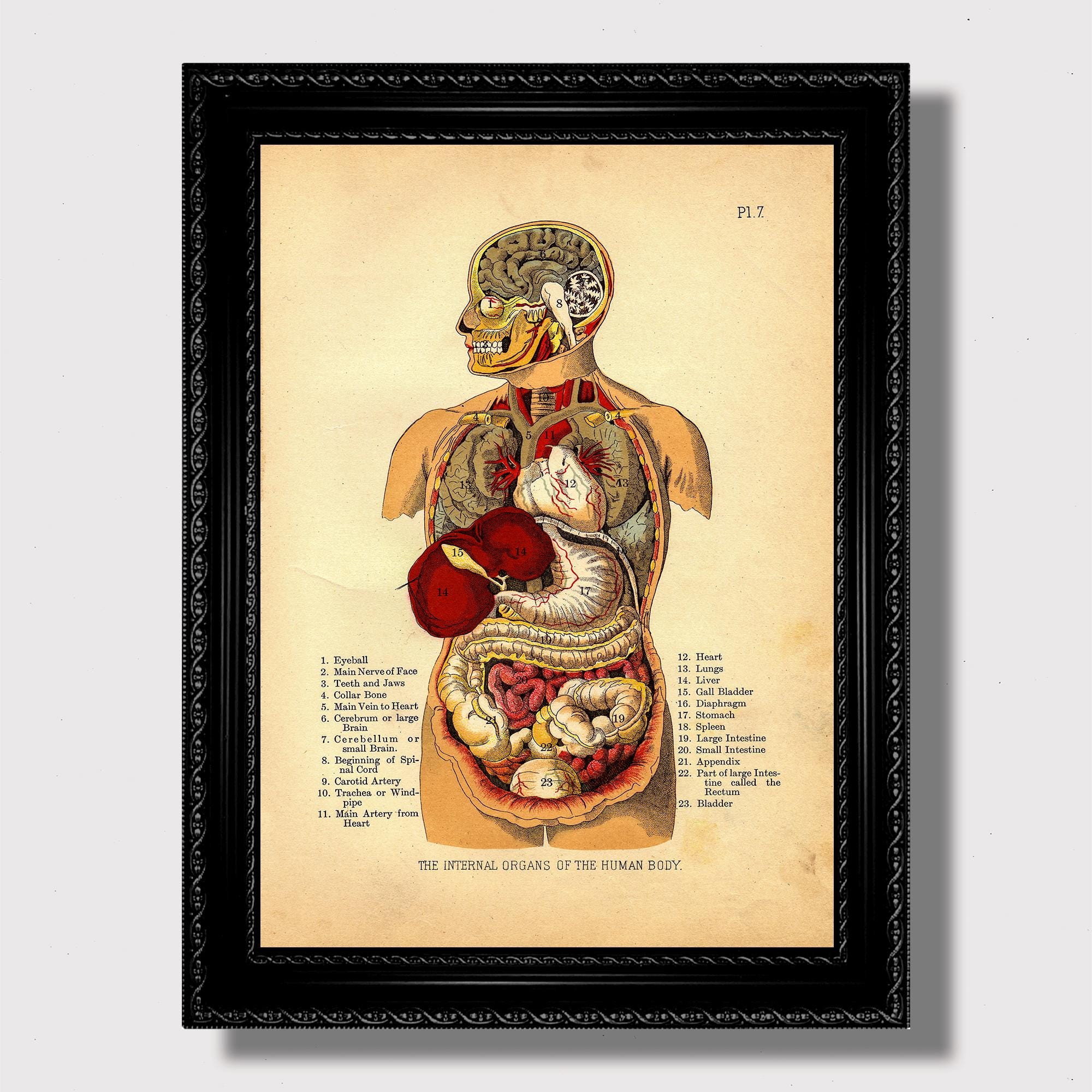 Body internal organs poster - Etsy.de