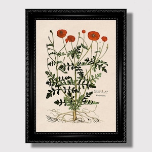Papaver Vintage Botanical Wall Art – Esoteric Herbal Plant Print with Roots, Inspired by Alchemical Herbals