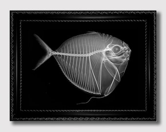 May include: A black and white x-ray image of a fish in a black frame. The fish is positioned sideways with its tail to the left and its head to the right. The fish's bones are visible in the image.