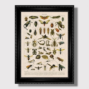 Może przedstawiać: Oprawiony, zabytkowy wydruk przedstawiający szczegółową ilustrację różnych owadów. Wydruk, zatytułowany "INSECTES", prezentuje różnorodne owady w stylu naukowym, z czarną ramą.