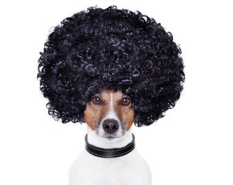 Jack Russell card - Funny Afro Jack Russell card