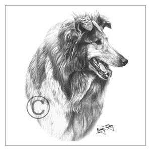 Scheda Collie ruvida, vuota all'interno, OM