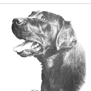 Black Labrador card, Black Labrador gifts