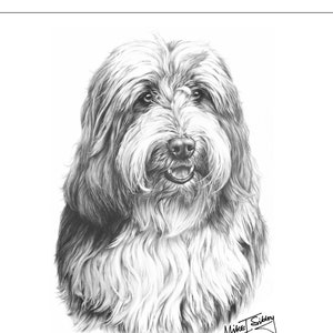 Bearded Collie greeting card, perfect Beardie owner gift, card blank inside