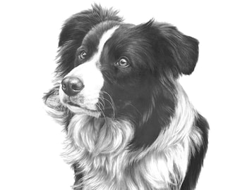 Border Collie card, Border Collie birthday card, Border Collie gifts