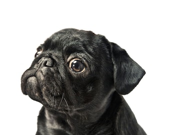 Black Pug card - pug birthday card