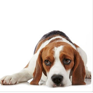 Beagle card, Beagle birthday card