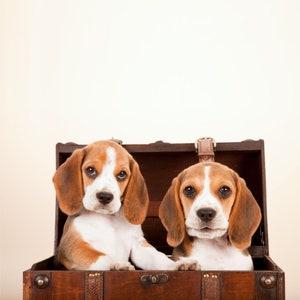 Beagle Welpen Grußkarte, süße Beagle Welpe Karte, Dog Walker Geburtstagskarte