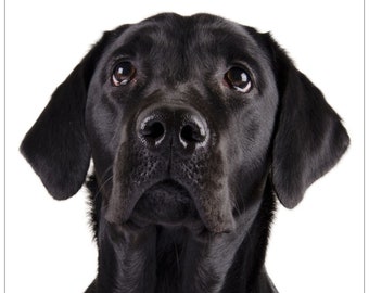 Labrador greeting card, Black Lab gifts, dog birthday card