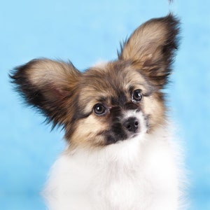 Papillon dog greeting card, Papillon birthday card, Papillon gifts