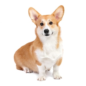 Carte Corgi, carte d’anniversaire Corgi, carte Corgi, carte d’anniversaire Corgi