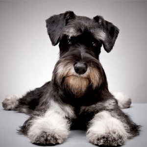 Schnauzer card, Miniature Schnauzer card