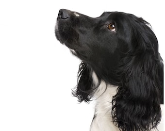 Spaniel card blank inside - Black & White Spaniel gifts, springer spaniel birthday card
