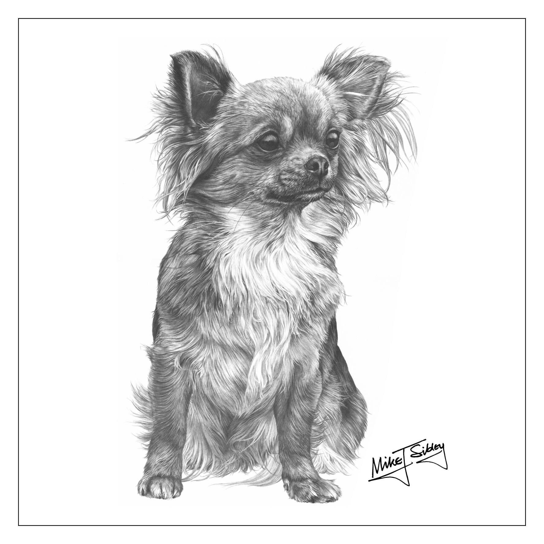 Long Haired Chihuahua Card Long Hair Chihuahua Gifts - Etsy