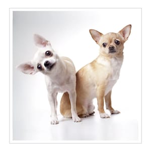 Tarjeta de felicitación de chihuahua, 2 lindos chihuahuas, tarjeta de cumpleaños para el dueño de un chihuahua