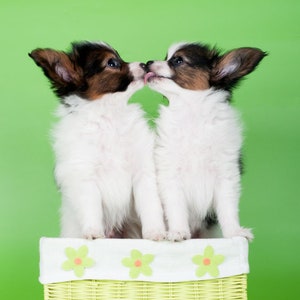 Tarjeta de felicitación de cachorros de Papillon, tarjeta de cumpleaños de Papillon, regalos de Papillon, cachorros de Papillon besándose