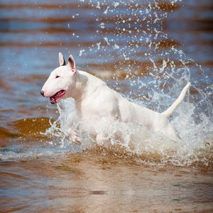 English Bull Terrier card, card featuring a Bull Terrier