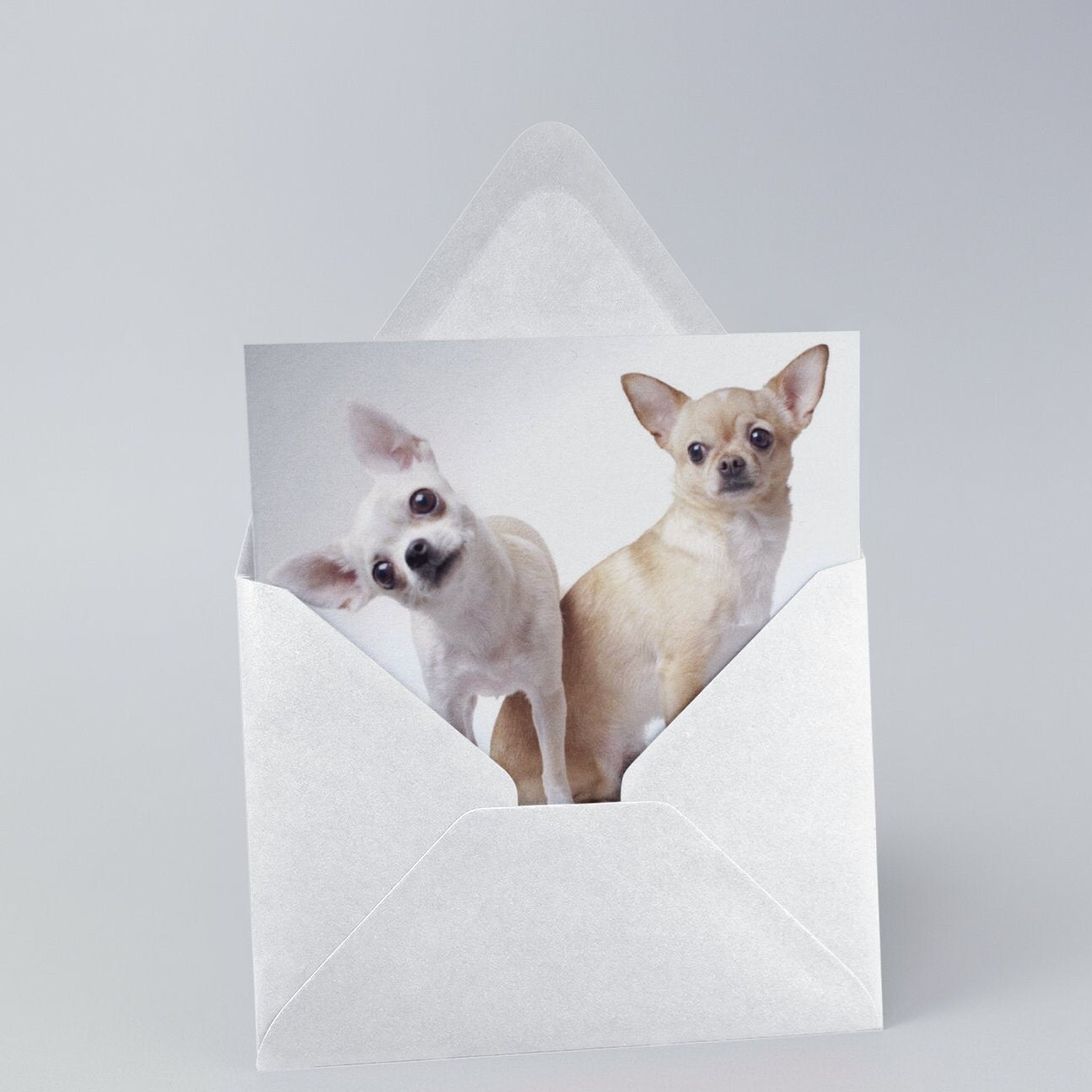Chihuahua card 2 cute Chihuahuas Chihuahua birthday card | Etsy