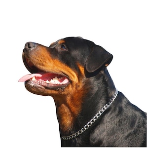Rottweiler card, Rottweiler birthday card, Rottweiler gifts