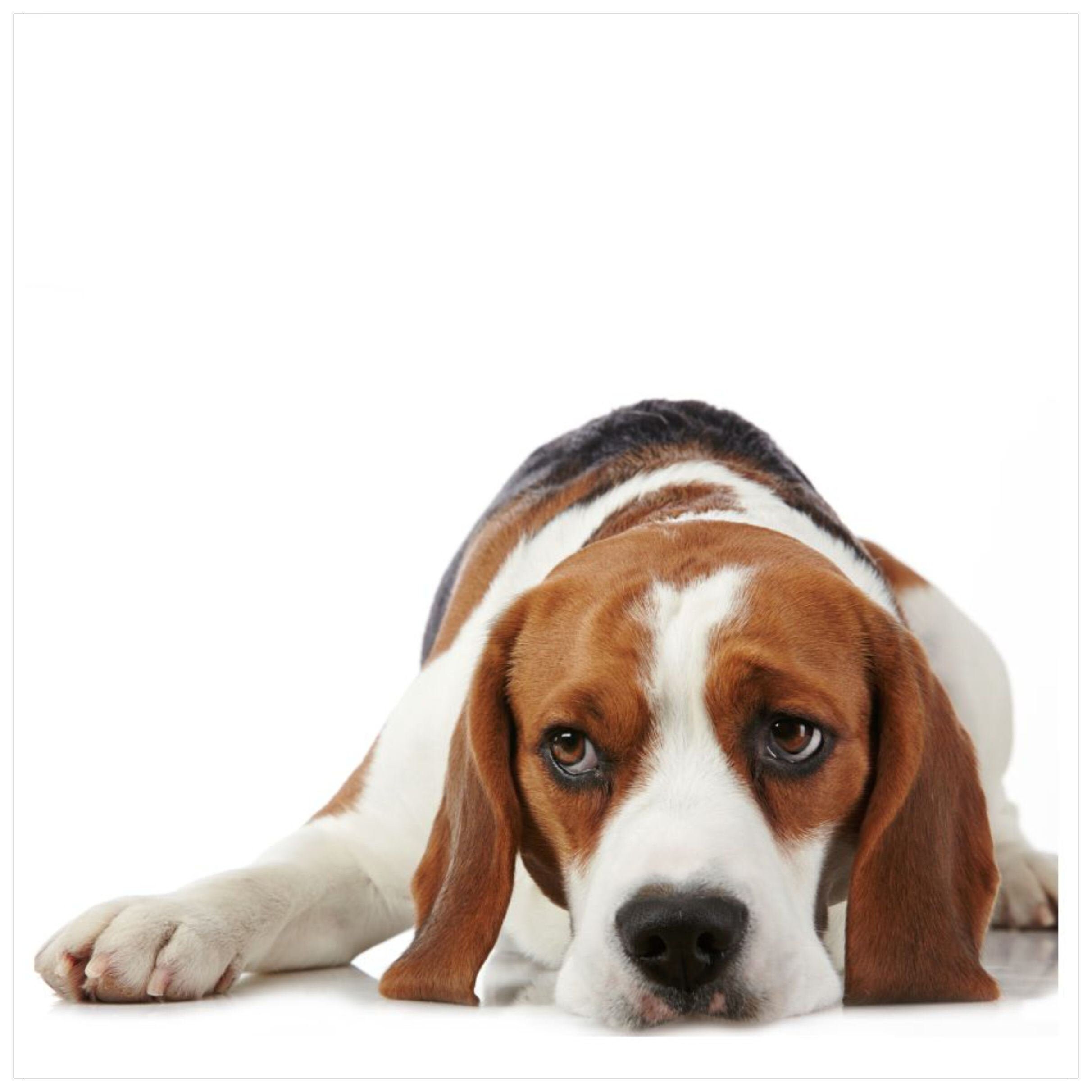Beagle Card Beagle Birthday Card Etsy Hong Kong