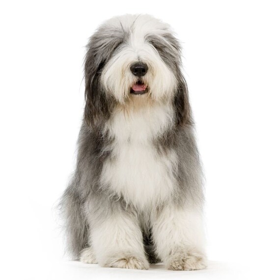 Old English Sheepdog card, Old English birthday card