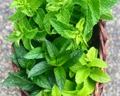 LIVE MINT PLANT potted Peppermint, Chocolate Mint, Lemon Balm Melissa Mint Mint Plant in Pots with soil