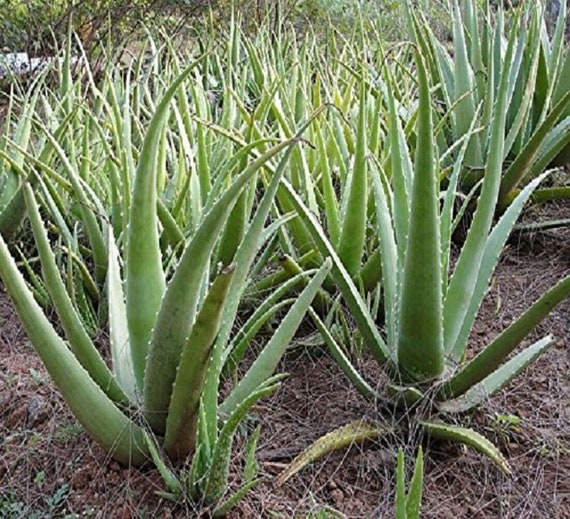 2 X Queen Aloe Vera Leaves 55-60 cm Barbadensis Miller Organic Leaf Plant Gel UK