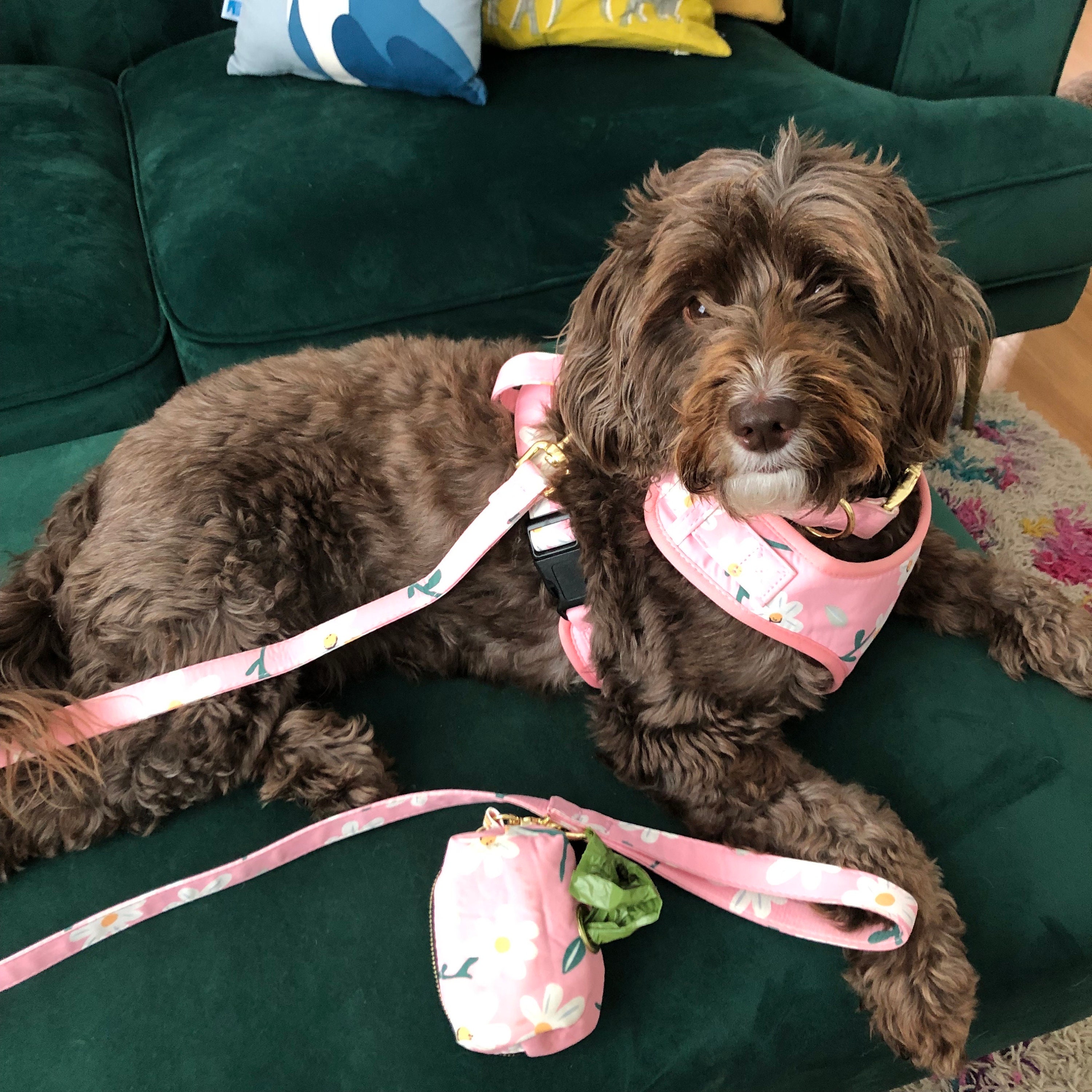 Floral Pink Daisy Dog Harness Collar and Lead Personalised Etsy Australia