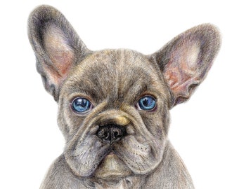 French Bulldog Art Print - Realistic Coloured Pencil Drawing - Dog Lover Decor