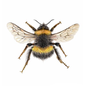 Bumble Bee Art Print - Vibrant Coloured Pencil Drawing - Insect Illustration