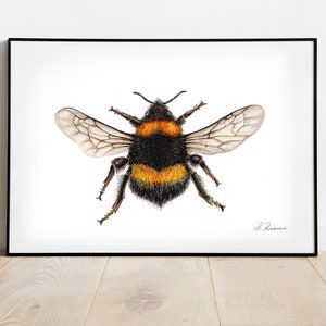 Bumble Bee Art Print - Vibrant Watercolour Painting - Insect Illustration